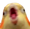 😡 emoji блядские папуги Telegram sticker 3 of 35
