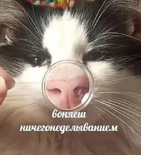 👎 emoji Стикеры Деда Vol. 2 Telegram sticker 15 of 46