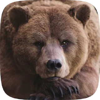 🐻 emoji Мишка @Aimee_omoide Telegram sticker 16 of 50