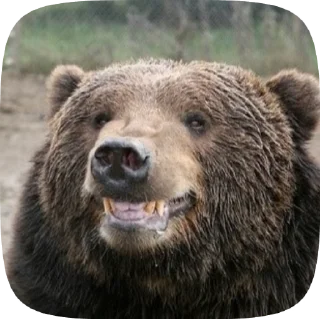 🐻 emoji Мишка @Aimee_omoide Telegram sticker 13 of 50