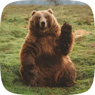 🐻 emoji Мишка @Aimee_omoide Telegram sticker 17 of 50
