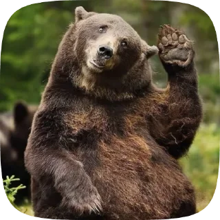 🐻 emoji Мишка @Aimee_omoide Telegram sticker 22 of 50