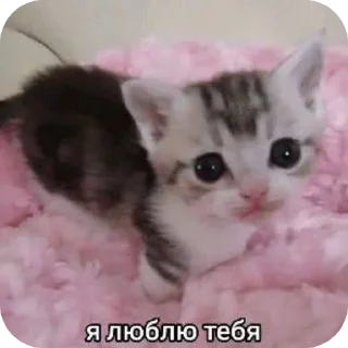 👍 emoji Котек Ири Telegram sticker 13 of 23