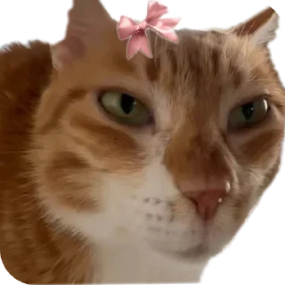 🧏‍♂ emoji Соса пж Telegram sticker 13 of 15