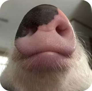 🐽 emoji хрю 3 — від @shashluchok Telegram sticker 7 of 49