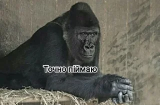 👐 emoji Мавпы :Макасина Telegram sticker 14 of 26