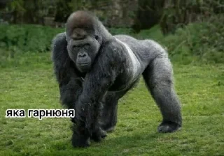 ☺ emoji Мавпы :Макасина Telegram sticker 12 of 26
