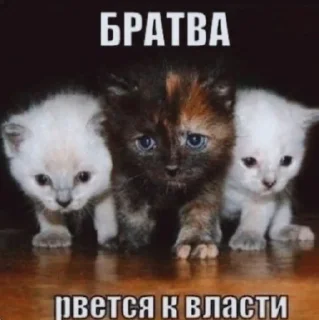 😿 emoji Коты Telegram sticker 12 of 47