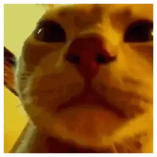 😂 emoji Коты Telegram sticker 8 of 30