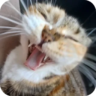 🐱 emoji Коты Telegram sticker 18 of 18
