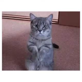 😂 emoji Коты Telegram sticker 21 of 30