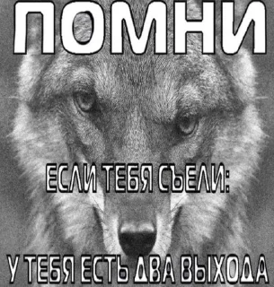 Sticker from Животные/тру няшки