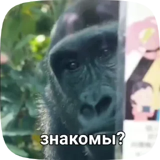 🤨 emoji пон зроз und Telegram sticker 12 of 50