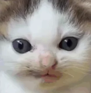 🌟 emoji Kitty 🐈‍⬛ Telegram sticker 10 of 79