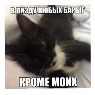 🫸 emoji Тупа я Telegram sticker 22 of 78