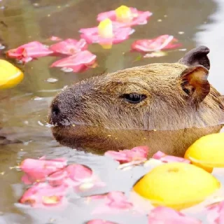 🦦 emoji Капибара Telegram sticker 24 of 93