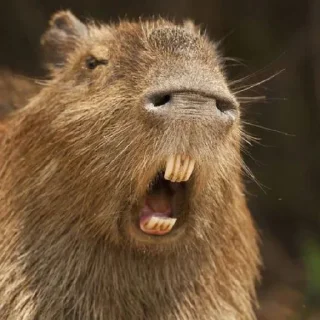 🦦 emoji Капибара Telegram sticker 20 of 93