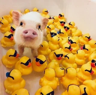 🐷 emoji аа свинке Telegram sticker 6 of 30