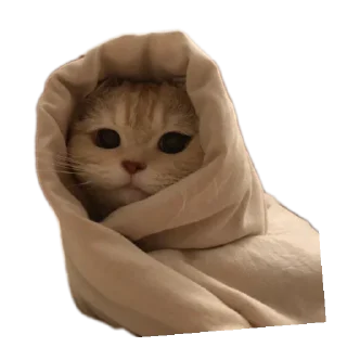 🖼 emoji Котэ Telegram sticker 7 of 15