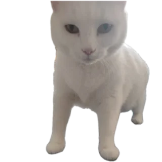 🐱 emoji Всратыши Telegram sticker 10 of 23
