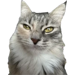 🌟 emoji шмелиное кафе 🐝 Telegram sticker 6 of 35