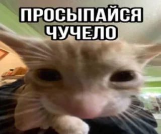 Sticker from стикеры от некита