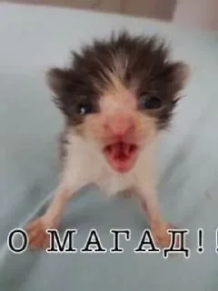 🌟 emoji Важные переговоры Telegram sticker 7 of 21