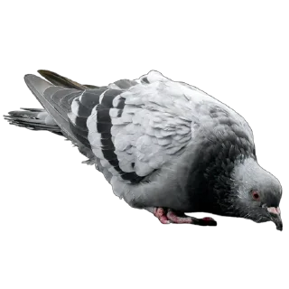 🐦 emoji Голуби XL pack @simplesticker Telegram sticker 6 of 120