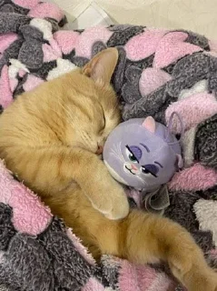 😴 emoji персюня мой крашик Telegram sticker 18 of 19