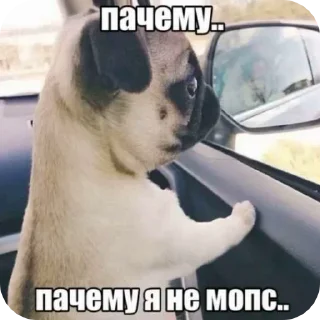 🌟 emoji кавалерчики & мопсяши Telegram sticker 4 of 42