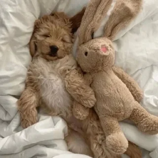 😴 emoji гав гав Telegram sticker 12 of 15