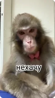 🌟 emoji Пак Владислава П Telegram sticker 20 of 52