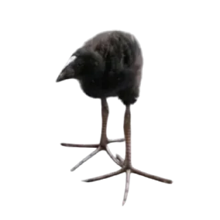 🐦 emoji птички прозрачн Telegram sticker 1 of 28
