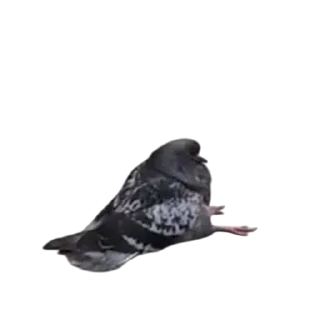 🪐 emoji птички прозрачн Telegram sticker 21 of 28