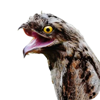 🐦 emoji птички прозрачн Telegram sticker 10 of 28
