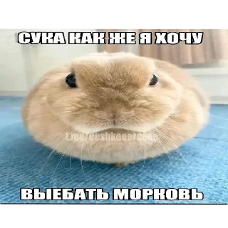 👍 emoji Ишачья ебля @BizarreDoge Telegram sticker 10 of 120