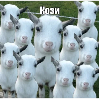 🐐 emoji ПРИВІТ Я… Telegram sticker 6 of 10