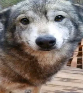 🌟 emoji Сборник Волков @l_am_Wolf @Wolfstik Telegram sticker 13 of 120