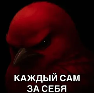 🌟 emoji Птицы сомнения 2 @joziesittv Telegram sticker 4 of 120