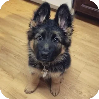 🥺 emoji german shepherd Telegram sticker 5 of 50