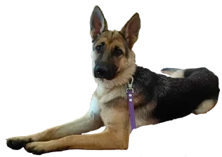 🌟 emoji кАлитка Telegram sticker 24 of 28