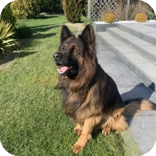 🏞️ emoji german shepherd Telegram sticker 24 of 50