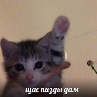 😡 emoji Котики на каждый день Telegram sticker 8 of 29