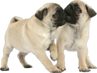 💓 emoji dog Telegram sticker 19 of 70