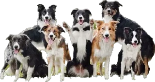 💓 emoji dog Telegram sticker 24 of 70