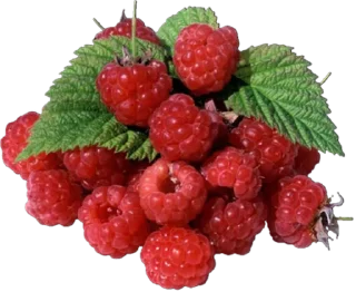 🍓 emoji Что-то  как в @rkntg Telegram sticker 7 of 92