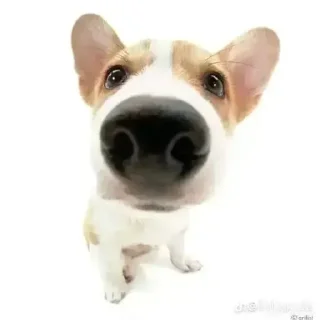 🥹 emoji dogs Telegram sticker 6 of 8