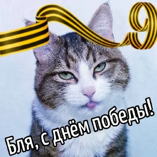 🥀 emoji Кот "Бля"  @GIFSTIKI 🥳 Telegram sticker 8 of 44