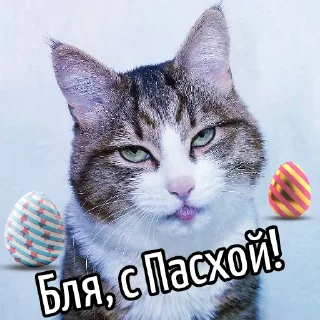 🥚 emoji Кот "Бля"  @GIFSTIKI 🥳 Telegram sticker 5 of 44