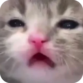 🤲 emoji Silly Kitty @SoyBite Telegram sticker 21 of 51